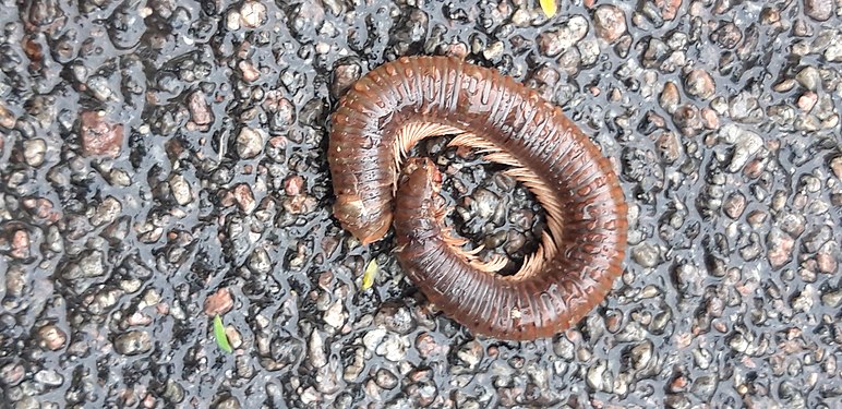 Millipede