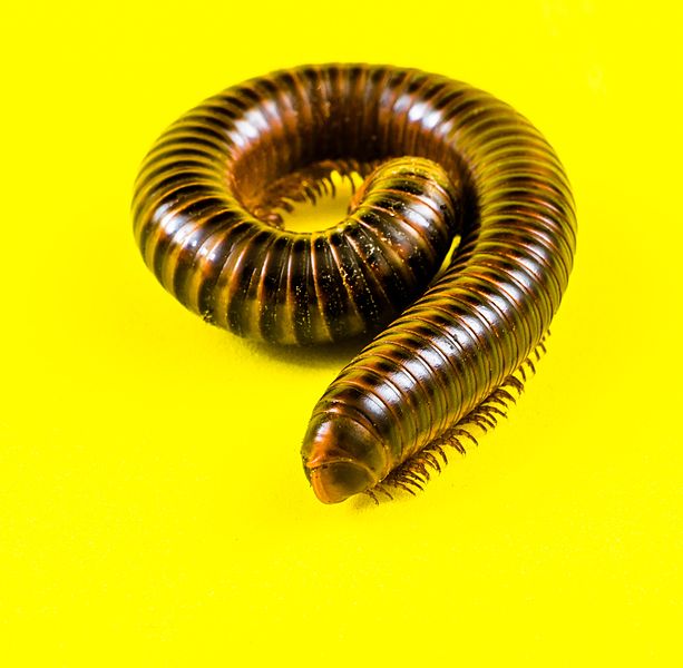 File:Millipede on Yellow-346173.jpg