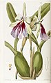 Miltonia spectabilis plate 1992 in: Edwards's Bot. Register (Orchidaceae), vol. 23, (1837)