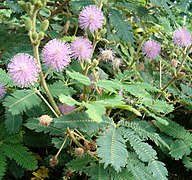 Mimosa pudica