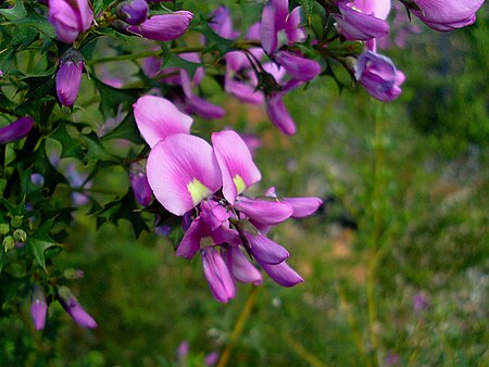 Mirbelia dilatata