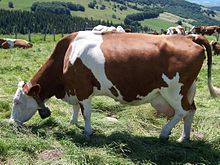 Красно-пегая корова с опухшим выменем, пасущаяся на горном лугу