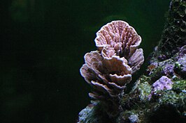 Montipora capricornis