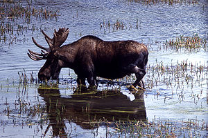 List Of Animals Of Yellowstone