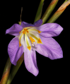 Moraea speciosa