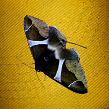 Moth specied found in Sri Lanka, taken from Bakamuna.jpg