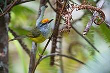 Mountain Tailorbird 0A2A2707.jpg