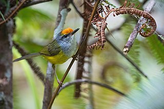 <span class="mw-page-title-main">Mountain tailorbird</span> Species of bird