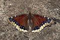 * Nomination Mourning Cloak in Prospect Park --Rhododendrites 15:47, 21 June 2020 (UTC) * Promotion  Support Good quality. --Charlesjsharp 17:24, 21 June 2020 (UTC)