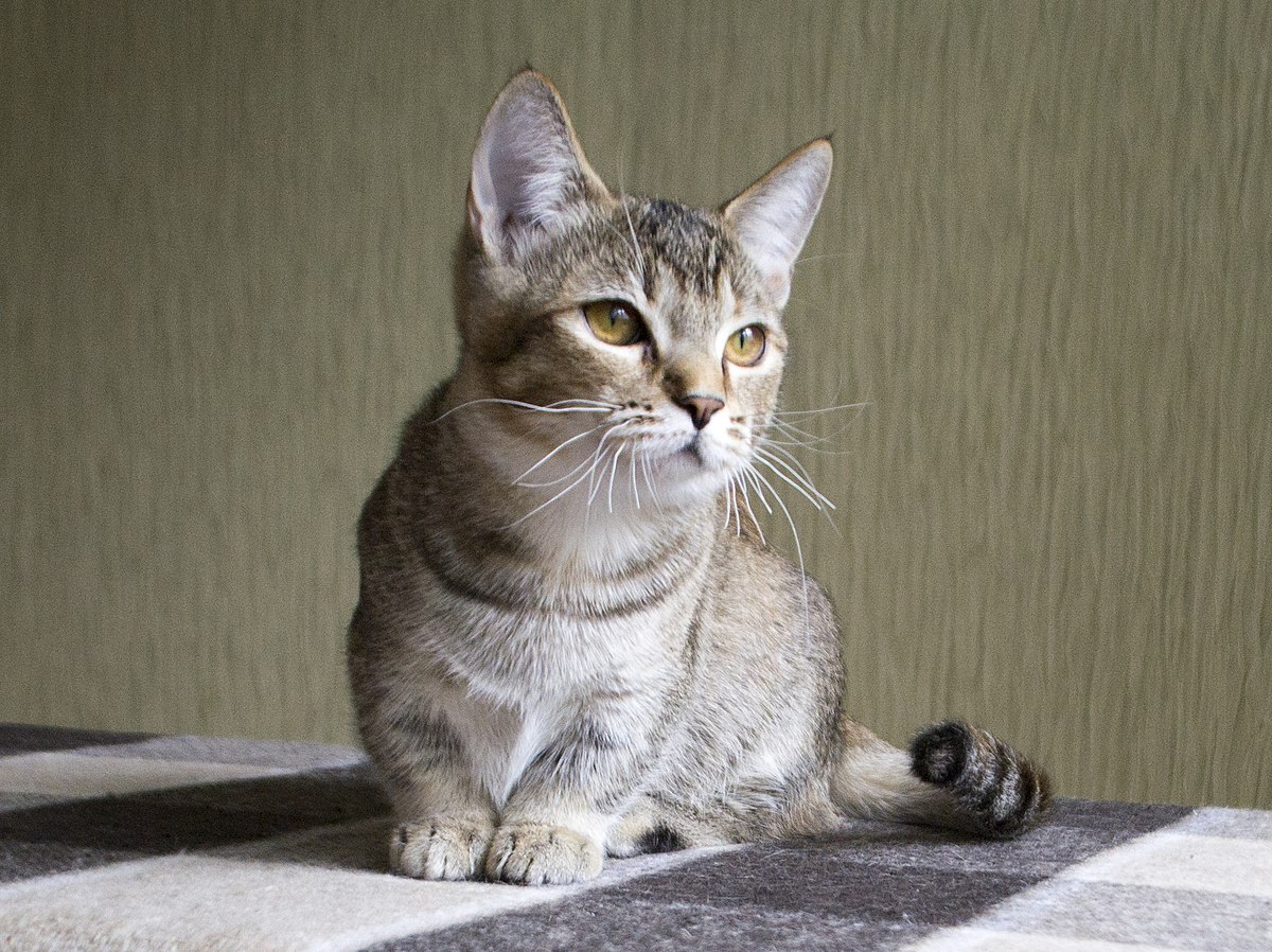 Манчкин (порода кошек) — Википедия
