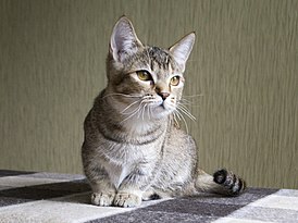 Кошка породы манчкин