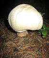 Mushroom - Flickr - anantal.jpg
