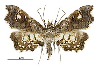 <i>Musotima aduncalis</i> Species of moth