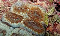 * Nomination Mussismilia hispida, an endemic coral of Brazil, open at night to capture plankton. Taken at Abrolhos Islands, Brazil. By User:Igorcscruz --DarwIn 14:49, 31 May 2016 (UTC) * Decline One of the nominations which are designed not to offer more than 2 MP ... Not acceptable for me. --Cccefalon 08:34, 2 June 2016 (UTC)