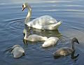 * Nomination Mute Swans (Cygnus olor). --Trachemys 13:00, 5 September 2010 (UTC) * Promotion OK --Mbdortmund 22:49, 5 September 2010 (UTC)