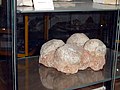 Eggs of dinosaur in Museum of Earth in Kletno (Lower Silesia, Poland)