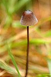 Mycena sanguinolenta - Lindsey.jpg