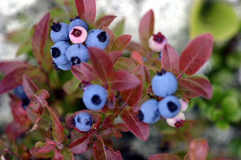 File:Myrtilles au Québec.jpg