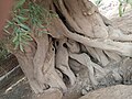 Thumbnail for File:Mysterious tree of Tibah Panj Pir.jpg