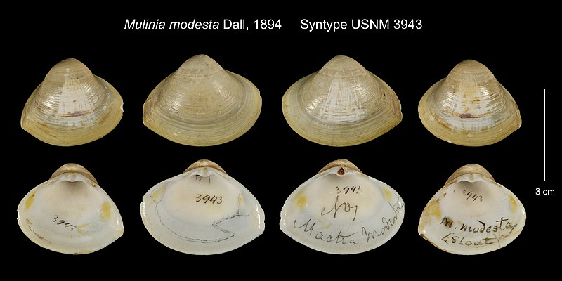 File:NMNH Mulinia modesta Syntype USNM 3943.jpg