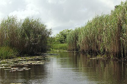 The Nariva Swamp on the mouth of the Ortoire River in Trinidad. Nariva Swamp Trinidad.jpg