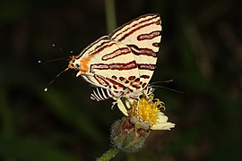 Cigaritis natalensis