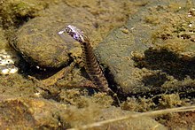 La couleuvre vipérine, avec son motif en forme de chevron (« ∧ »).