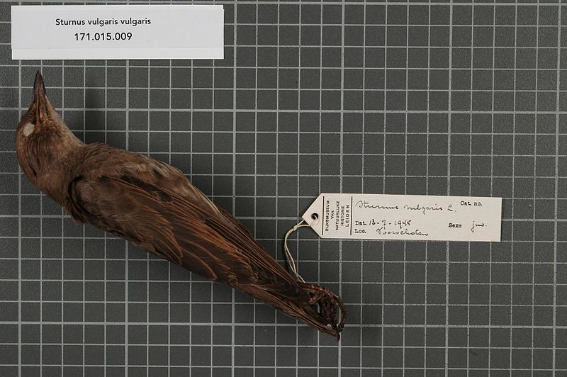 File:Naturalis Biodiversity Center - RMNH.AVES.11250 - Sturnus vulgaris vulgaris Linnaeus, 1758 - Sturnidae - bird skin specimen.jpeg