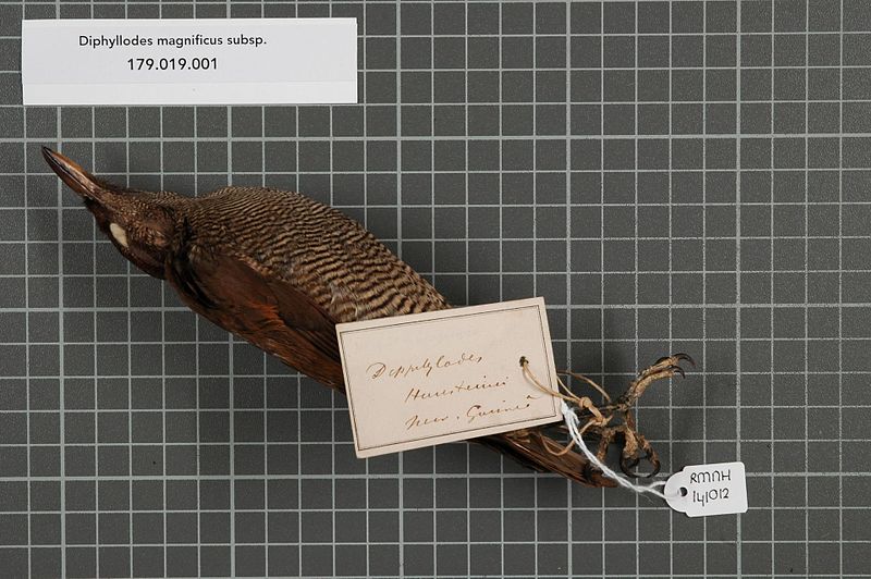 File:Naturalis Biodiversity Center - RMNH.AVES.141012 1 - Diphyllodes magnificus subsp. - Paradisaeidae - bird skin specimen.jpeg