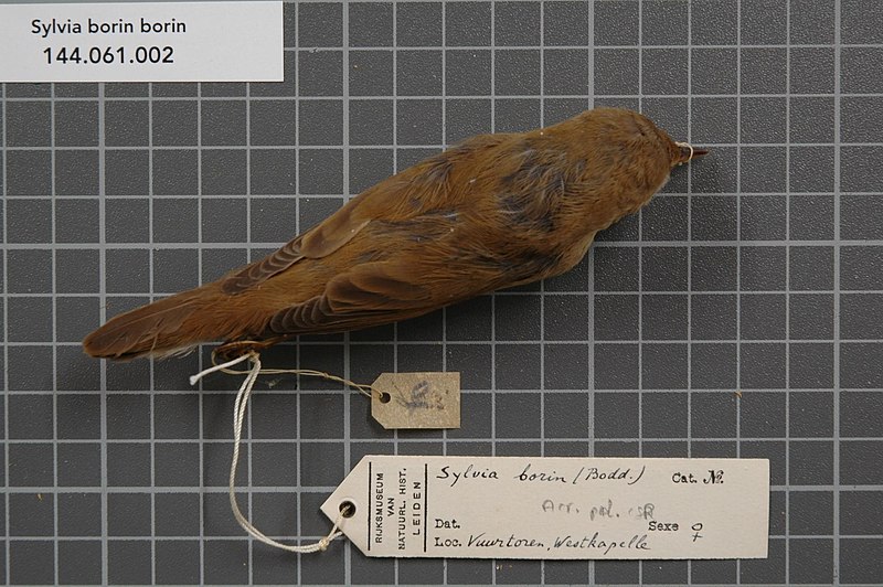 File:Naturalis Biodiversity Center - RMNH.AVES.9153 1 - Sylvia borin borin (Boddaert, 1783) - Sylviidae - bird skin specimen.jpeg