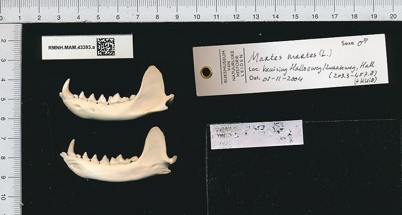 File:Naturalis Biodiversity Center - RMNH.MAM.43393.a gen - Martes Martes (Linnaeus) - skeleton (part).jpeg