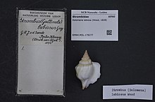 Naturalis Biodiversity Center - RMNH.MOL.178277 - Dolomena labiosa (Wood, 1828) - Strombidae - Mollusc shell.jpeg