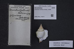 Naturalis Biodiversity Center - RMNH.MOL.178277 - Dolomena labiosa (Wood, 1828) - Strombidae - Mollusc shell.jpeg