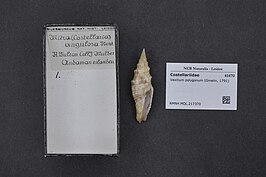 Vexillum (Costellaria) polygonum