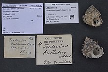 Naturalis Biodiversity Center - ZMA.MOLL.99786 - Tectarius rusticus (Philippi, 1846) - Littorinidae - Mollusc shell.jpeg