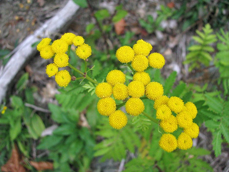 File:Navadni vratič (Tanacetum vulgare) (2813416873).jpg