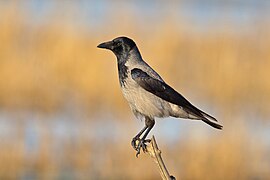 Nebelkrahe Corvus cornix.jpg