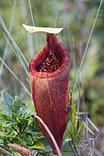 Thumbnail for Nepenthes mantalingajanensis