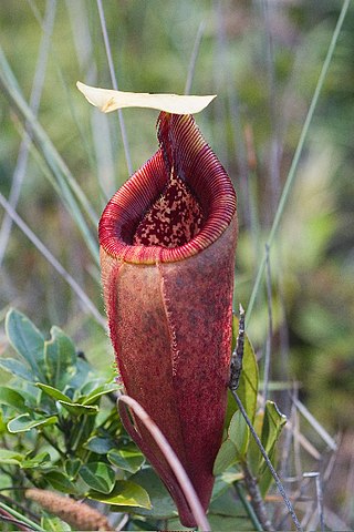 <i>Nepenthes mantalingajanensis</i> Tropical pitcher plant endemic to the Philippines