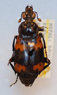 Образец Nicrophorus nepalensis.jpg