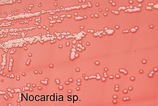 <i>Nocardia</i> Genus of bacteria