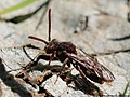 Nomada striata Fabricius, 1793