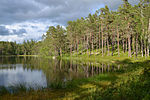 Norra Kvill National Park, Sweden (by Pudelek) 02.jpg