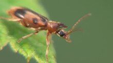 File: Notoxus monoceros on Rubus idaeus.ogv