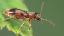 File:Notoxus monoceros on Rubus idaeus.ogv