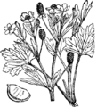 Ranunculus sceleratus Mehurna zlatica plate 34 in: Martin Cilenšek: Naše škodljive rastline Celovec (1892)