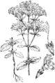 Origanum vulgare Dobra misel plate 400 in: Martin Cilenšek: Naše škodljive rastline Celovec (1892)