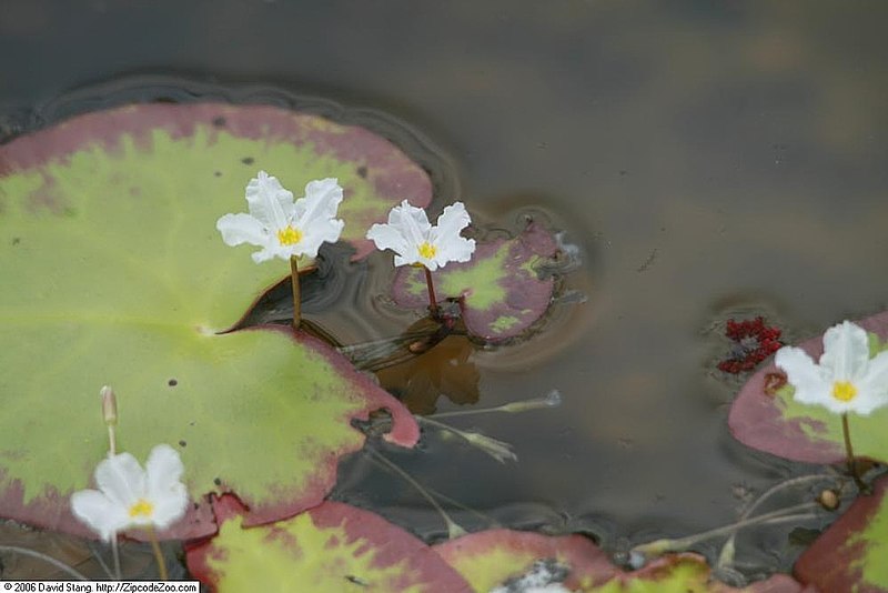 File:Nymphoides cristata 3zz.jpg