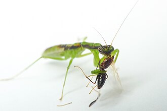 Odontomantis planiceps subadult exhibiting mottled green coloration after growing out of the juvenile phase. O. planiceps.jpg