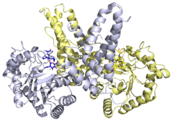 OGA crystal structure dimer.png